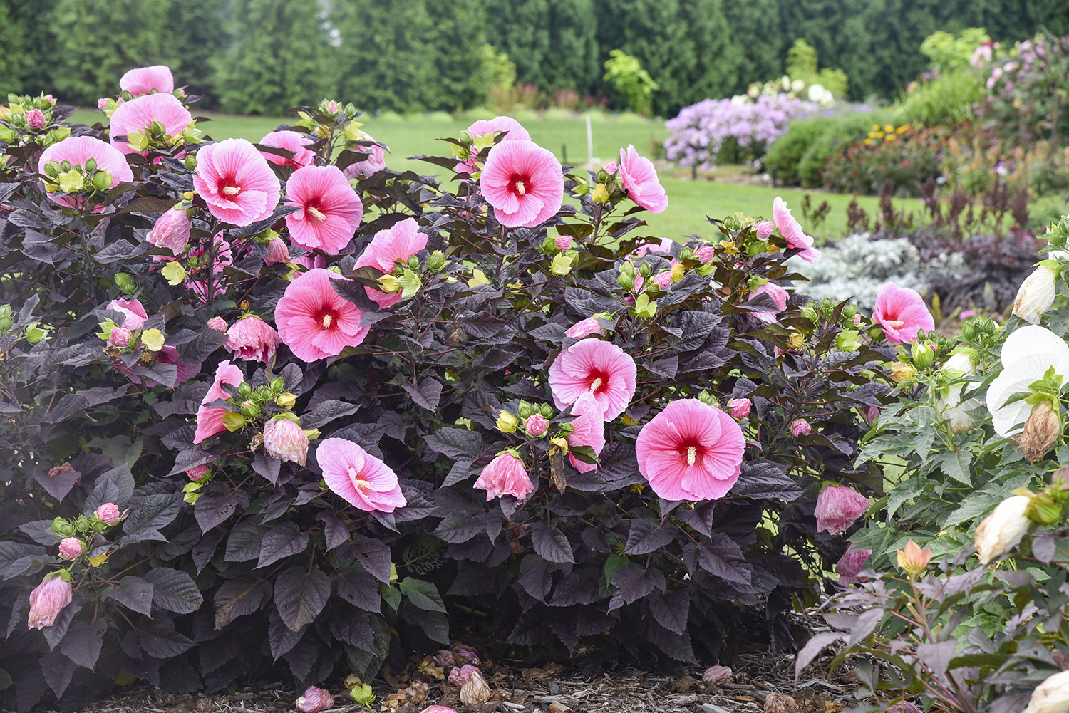 Hardy Hibiscus